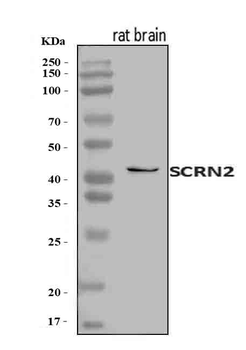 Anti-SCRN2 Antibody