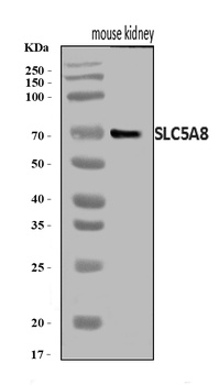 SLC5A8 Antibody