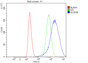 Anti-SLC5A8 Antibody