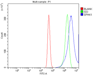 Anti-SPHK1 Antibody
