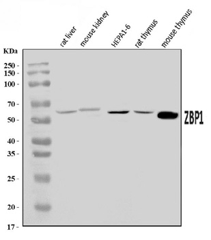 DAI/Zbp1 Antibody