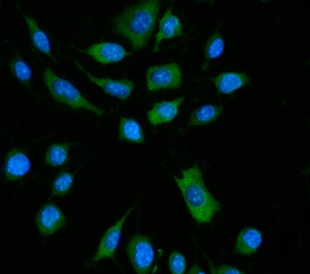 Anti-DAI/Zbp1 Antibody
