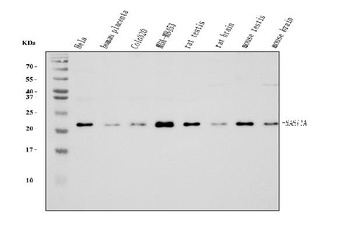 Rab11A Antibody (monoclonal, 4H9)