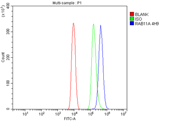 Anti-Rab11A Antibody (monoclonal, 4H9)
