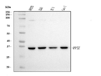 Cyclophilin E/PPIE Antibody (monoclonal, 4I9)
