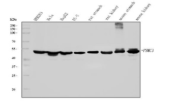 TBP-1/PSMC3 Antibody (monoclonal, 4D3)