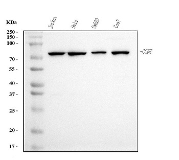 Cyclin T1 Antibody (monoclonal, 3B7)