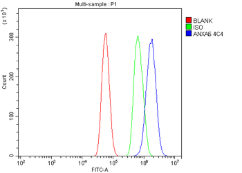 Anti-Annexin VI Antibody (monoclonal, 4C4)