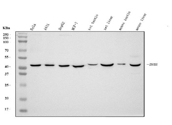 DHODH Antibody (monoclonal, 4E3)