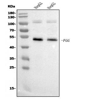 FGG Antibody (monoclonal, 5H9)