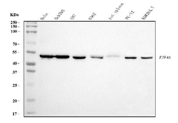 EIF4A1 Antibody (monoclonal, 3F11)