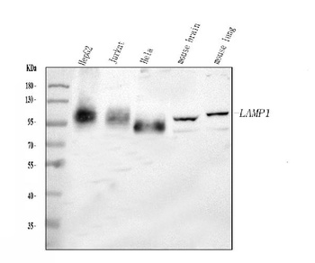 Anti-LAMP1 Antibody