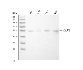 Anti-LOX 1/OLR1 Antibody