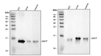 D-dopachrome decarboxylase DDT Antibody