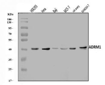 ADRM1/ARM-1 Antibody