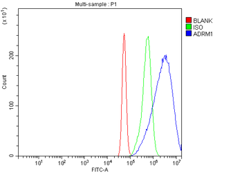 Anti-ADRM1/ARM-1 Antibody