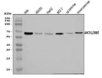 IRBIT/AHCYL1 Antibody