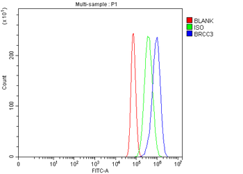 Anti-BRCC36/BRCC3 Antibody