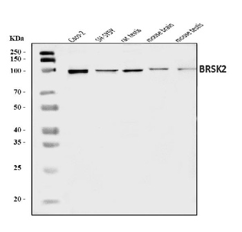 BRSK2 Antibody
