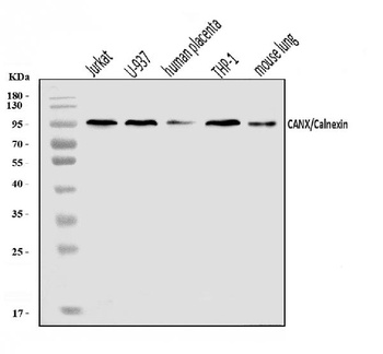 Calnexin/CANX Antibody