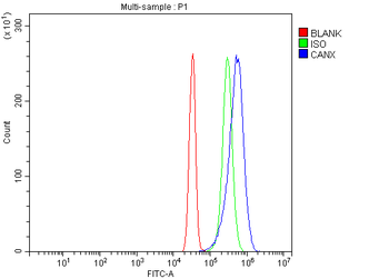 Anti-Calnexin/CANX Antibody