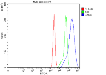 Anti-CASK Antibody