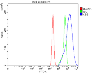 Anti-CBS Antibody