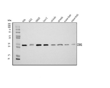 CBX1/HP1 beta Antibody