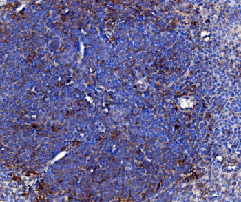 Anti-Cd163 Antibody