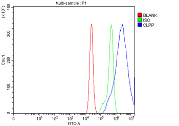 Anti-CLPP Antibody