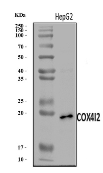 COX4I2 Antibody