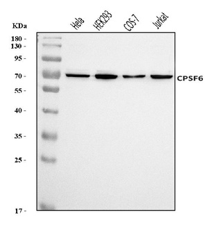 CPSF6 Antibody