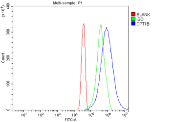 Anti-CPT1B Antibody