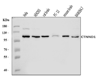 delta 1 Catenin/CAS/CTNND1 Antibody