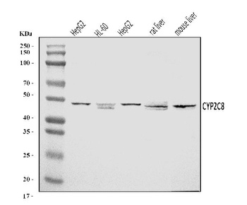 CYP2C8 Antibody
