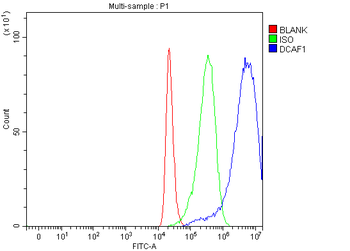 Anti-VPRBP/DCAF1 Antibody