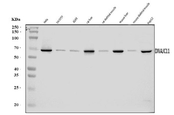 DNAJC11 Antibody