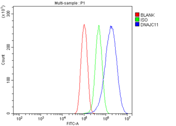 Anti-DNAJC11 Antibody
