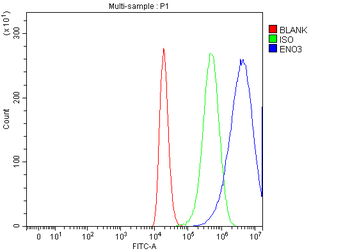 Anti-ENO3 Antibody