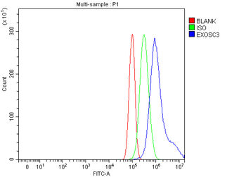 Anti-EXOSC3 Antibody