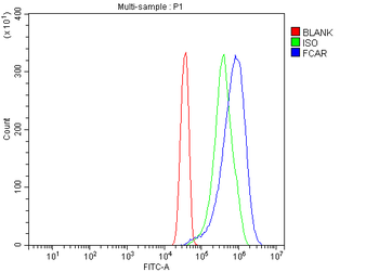 Anti-CD89/FCAR Antibody