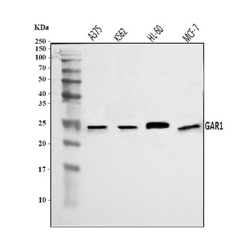 NOLA1/GAR1 Antibody
