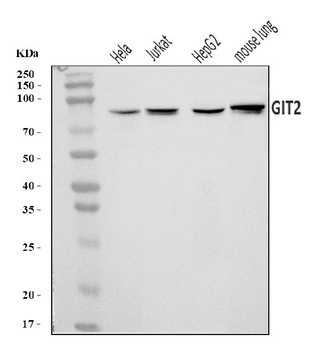 GIT2 Antibody