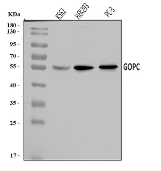PIST/GOPC Antibody