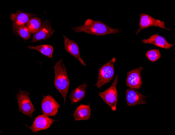 Anti-PIST/GOPC Antibody