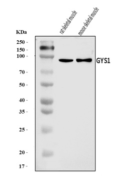 Glycogen synthase 1/GYS1 Antibody