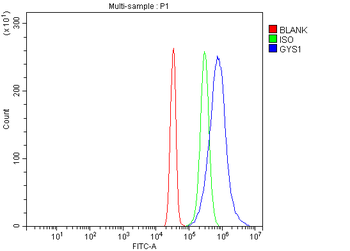 Anti-Glycogen synthase 1/GYS1 Antibody