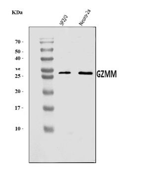 Granzyme M/GZMM Antibody