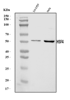 Anti-HSF4 Antibody
