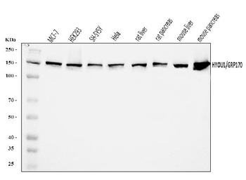 ORP150/HYOU1 Antibody